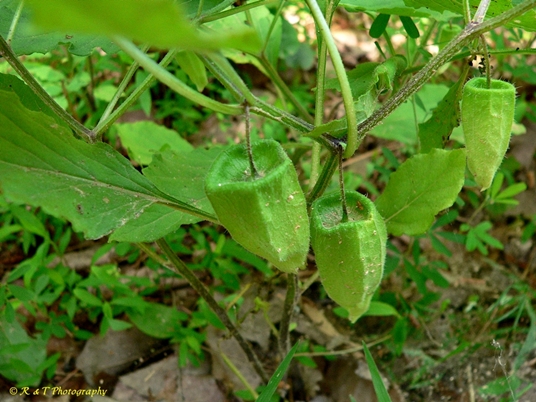 {Physalis virginiana}